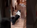 多頭飼いの朝を覗いてみた結果