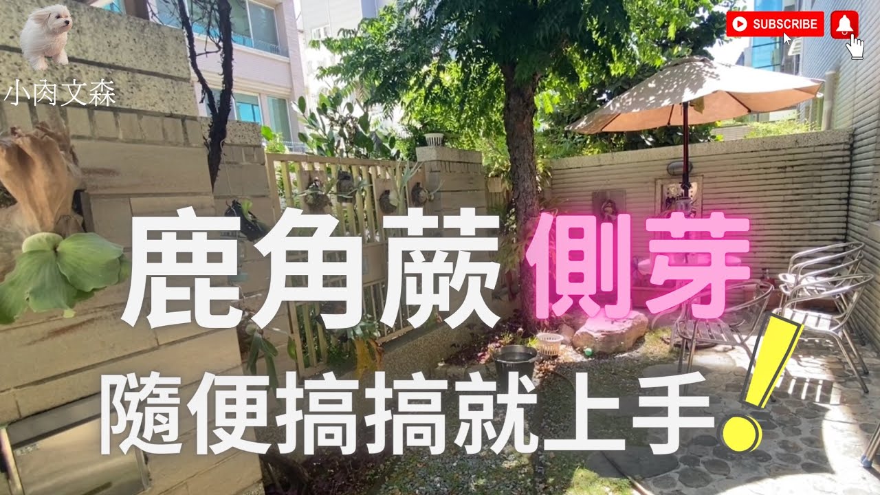 「小肉文森綠手指」鹿角蕨側芽隨便搞搞就上手｜Neptune海王星三角象