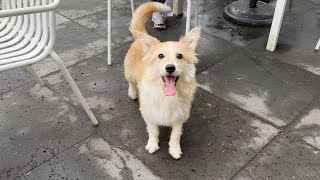 한 겨울 야산에서 강아지가 내려와 우릴 따라오면 생기는 일 [두번째 이야기]