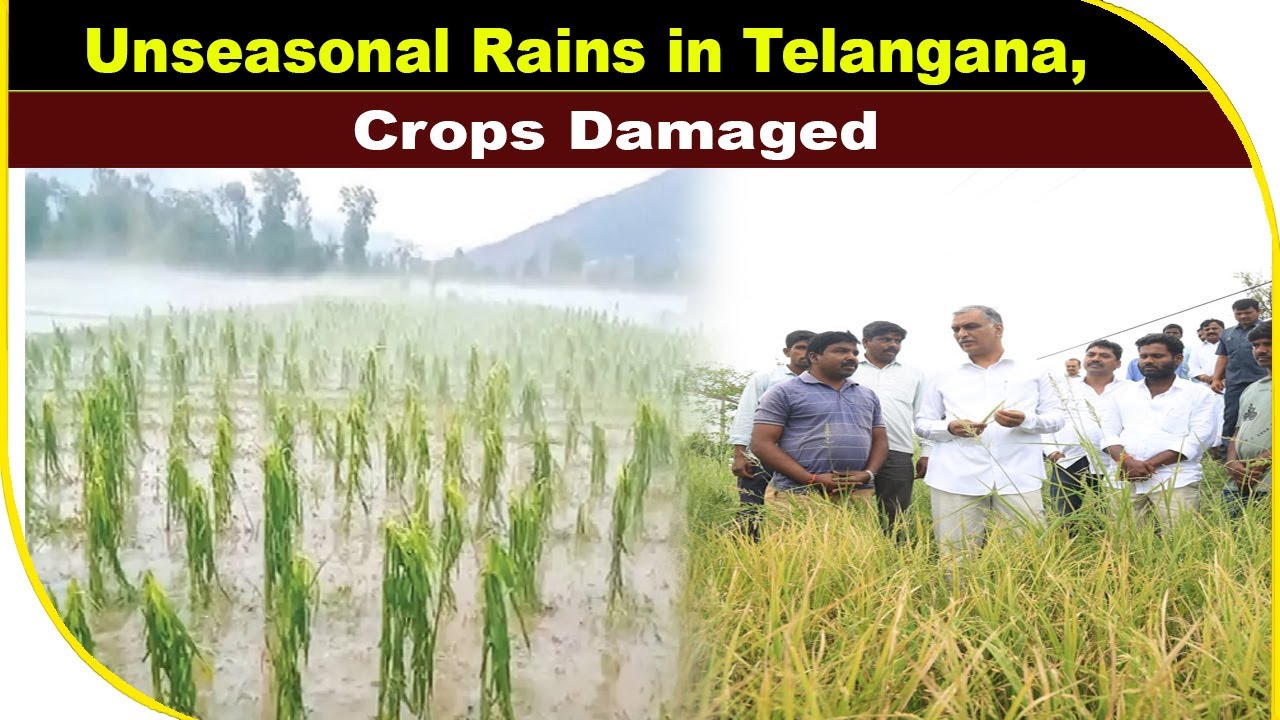 Unseasonal Rains in Telangana, Crops Damaged | BBN NEWS - YouTube