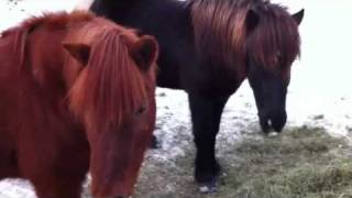 Vad äter hästarna på Island?