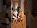 🐱🕺 Nobody Told Them It Was Just a Warm-Up! 💀 #shorts #cats #funny