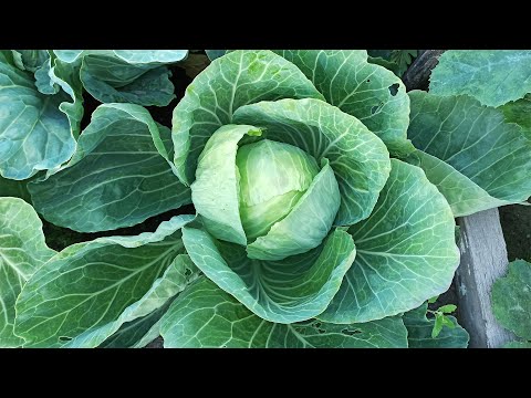Early white cabbage June variety description and review