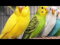 Какого попугая купить // самец или самка // в каком возрасте?