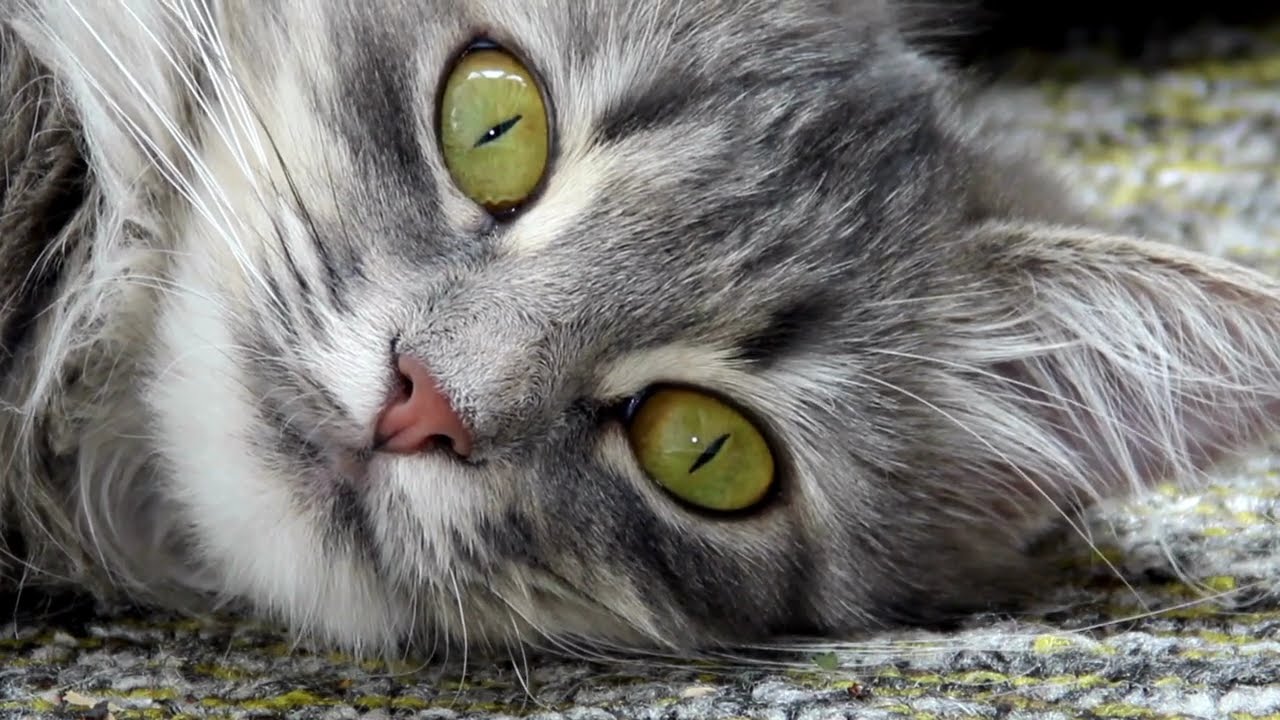 Cat Insurance How It Works and Why It Matters