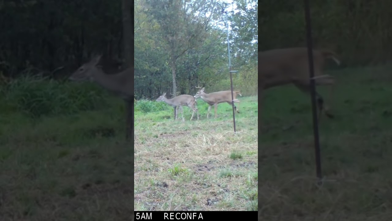 White-tailed Deer Rut Behavior 