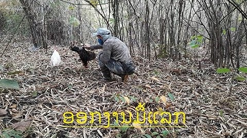 ต่อไก่ป่า Dib qaib qus tuaj zoo heev 3-Jan-2023