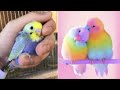 Smart And Funny Parrots Parrot Talking Videos Compilation #5 Super Parrots