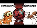 ARAÑA ESCUPIDORA VS ARAÑA VIOLINISTA - COMENTADO