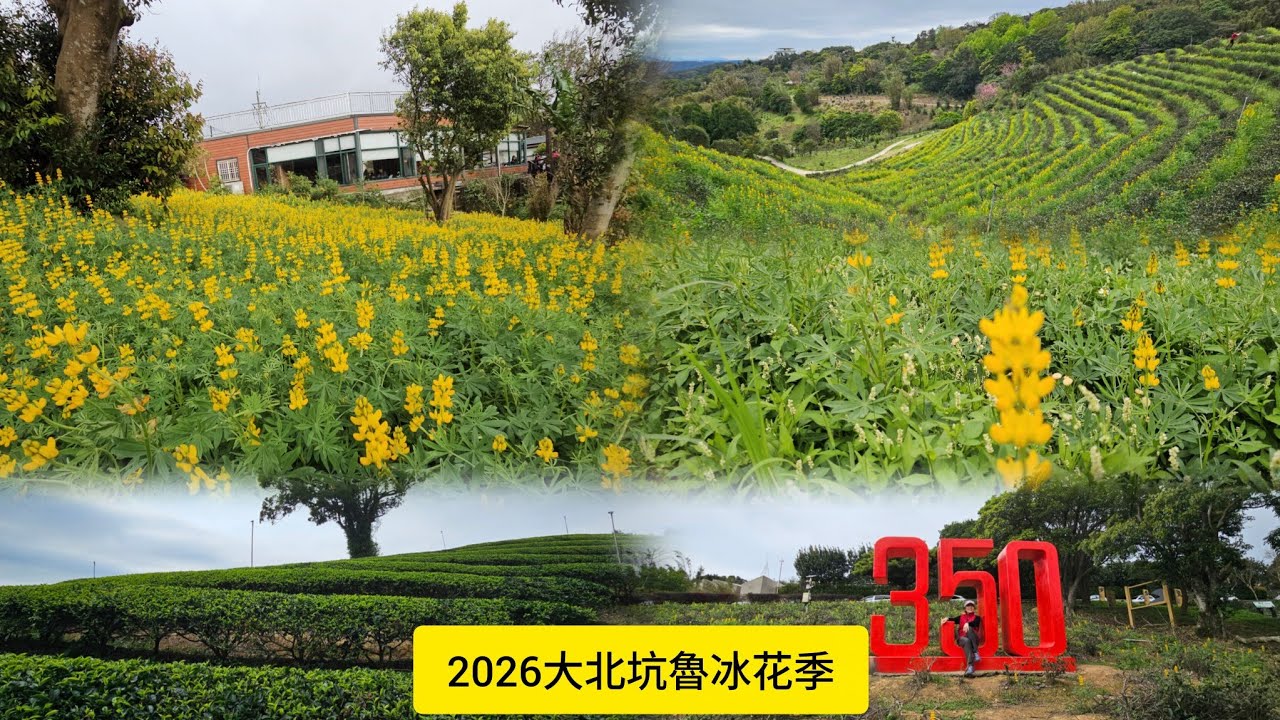 龍潭大北坑魯冰花季。奉茶亭步道、龍泉步道環繞一圈。