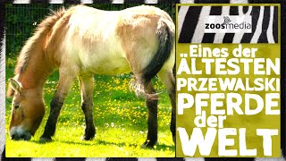 Tiergarten Kleve: Przewalski-Pferde FÜTTERN | zoos.media
