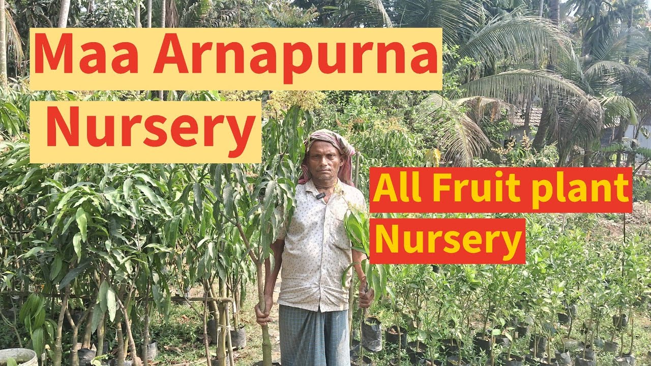 Maa Arnapurna Nursery //All fruit plant nursery l w/a-8509249218//online- 9733475747