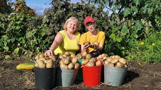Урожай картофеля 2023 года! Самый урожайный сорт картофеля который будем выращивать всегда!