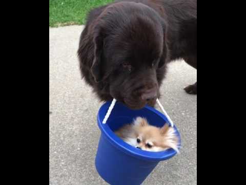 Carrying his friend in a bucket