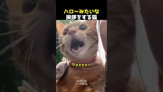 ハローみたいな挨拶をする猫