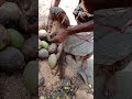 Traditional coconut husking