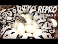 Nous avons des oeufs reproduction python royal partie 3