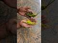 Coconut leaf craft - Grasshopper #shorts#coconutleaf#leafcraft#traditionalcraft#villagecraft