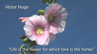 Victor Hugo beautiful love quote