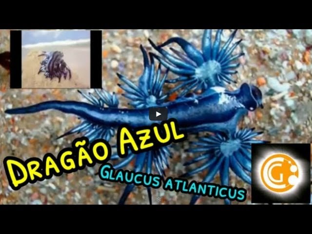 Dragão Azul