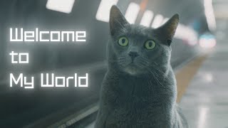 Welcome to the Planet Monsters | Short Cat Film (feat. French Bulldog) by MonstersTDK 482 views 2 years ago 2 minutes, 48 seconds