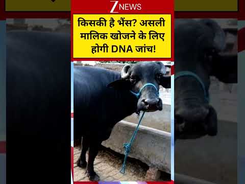 #shorts किसकी है भैंस? असली मालिक खोजने के लिए होगी DNA जांच! | trace buffalo owner| #bihar