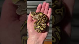 Beautiful Pastel Mojave Ball Python #shorts #snakes #python #snakebreeder #snakevideo #exotic Profile