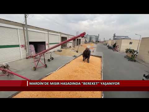 Mardin'de mısır hasadında
