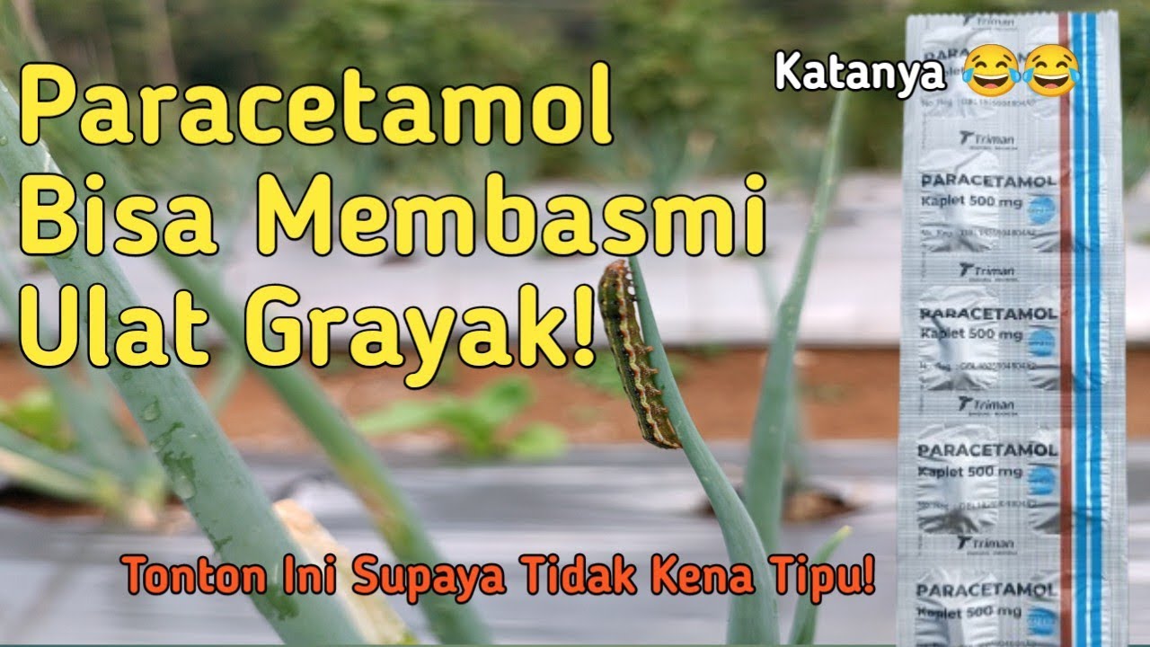 PEMBUKTIAN KEDUA PARACETAMOL UNTUK MEMBASMI ULAT GRAYAK  !! MITOS ATAU FAKTA