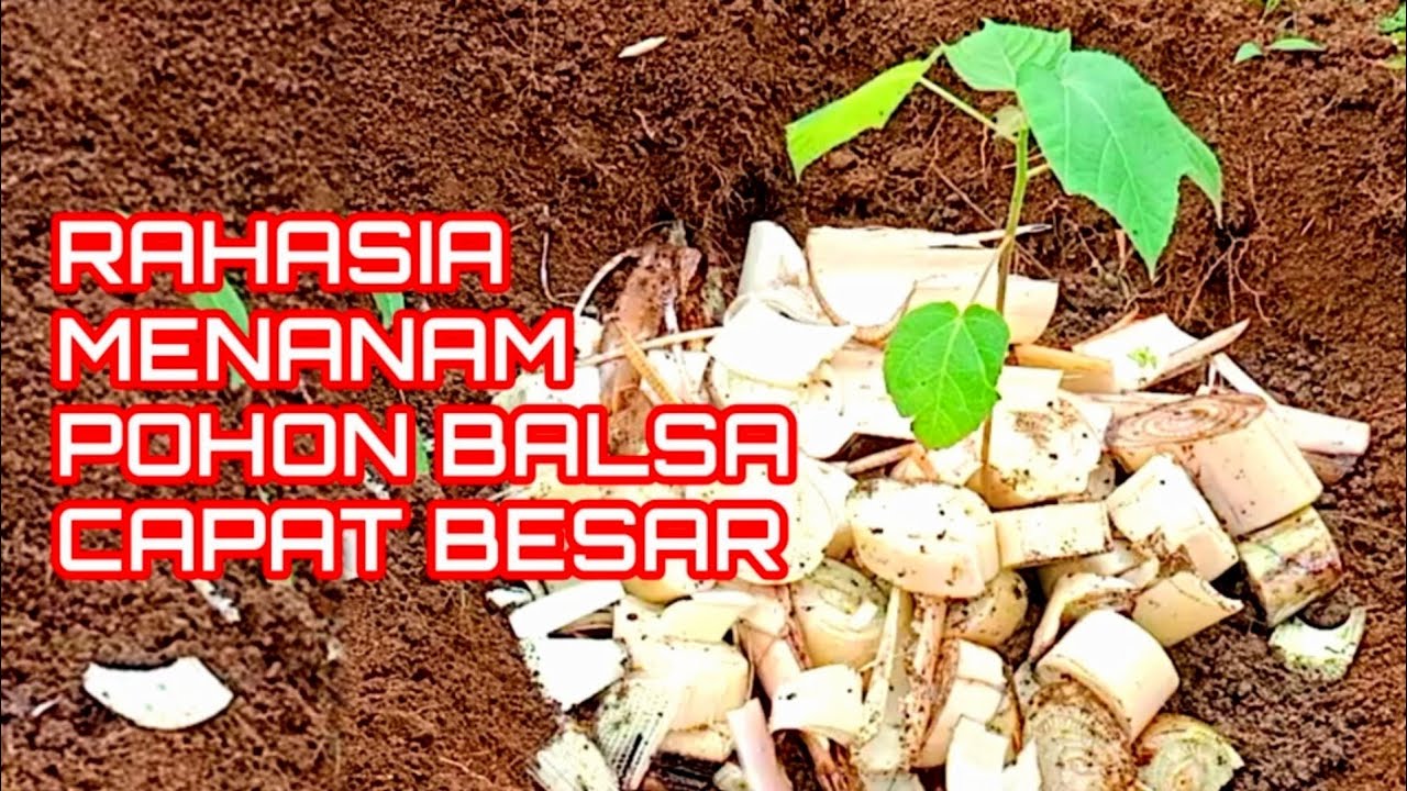 cara tanam pohon kayu balsa cepat besar