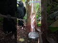 Rubber Tree Tapping Done Right! Fast Latex Flow + Crow Commentary!