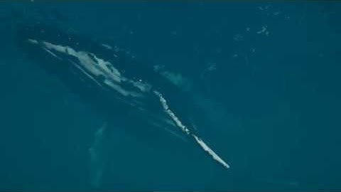 Crest Ocean System HDRP is beautiful