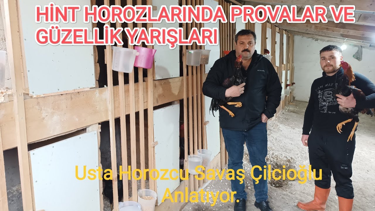 Hint Horozlarında Provalar ve Güzellik Yarışları # Savaş Çilcioğlu Anlatıyor.