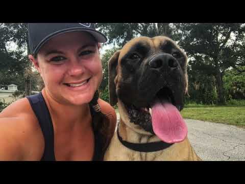 1-year-old-english-mastiff-"knox"-|-melbourne-dog-trainers-|-space-coast-dog-trainers-|