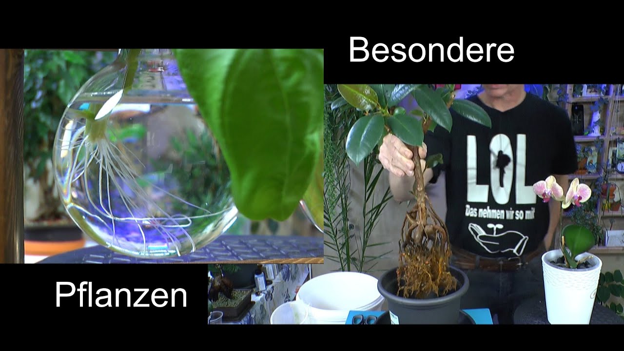 Basilikum einpflanzen in Erdmix Gummibaum Bonsai umpflanzen und eine besondere neue Pflanze kommt an