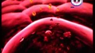 El Imperio de los Virus, asesinos silenciosos el documental (Ebola)