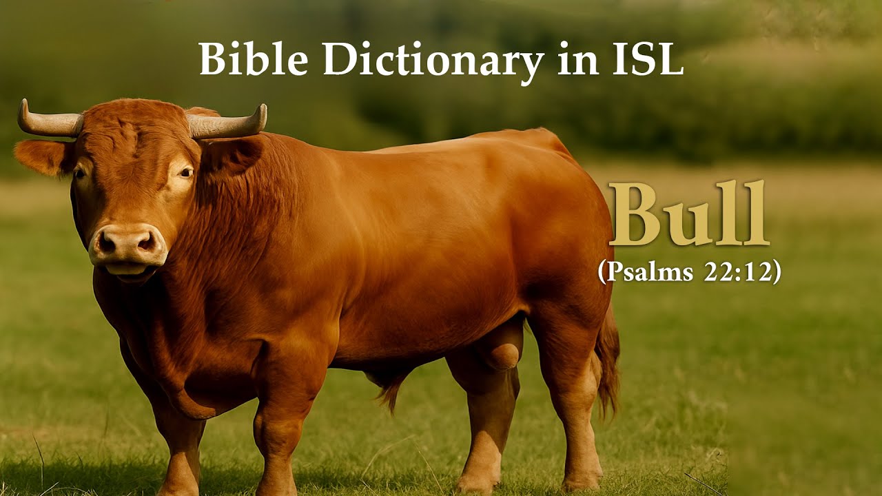 Bull Scripture Bull | Bible Dictionary | Indian Sign Language - YouTube