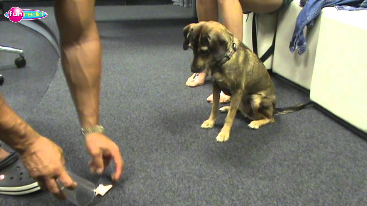 Adela A Sajfa Iq Test Pre Psov Youtube