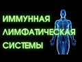 АНАТОМИЯ. Органы иммунной и лимфатической систем