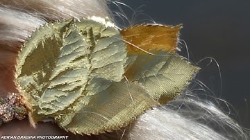 IN THE SAND - Adrian Draghia Photography - Godox AD 600 Studio Flash