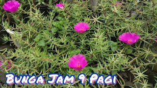 Timelapse Mekar Bunga Jam 9 Pagi