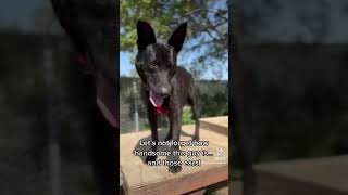 Famous Otis is searching for a home! Profile