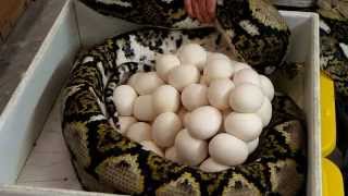 Record Breaking Giant Python Eggs