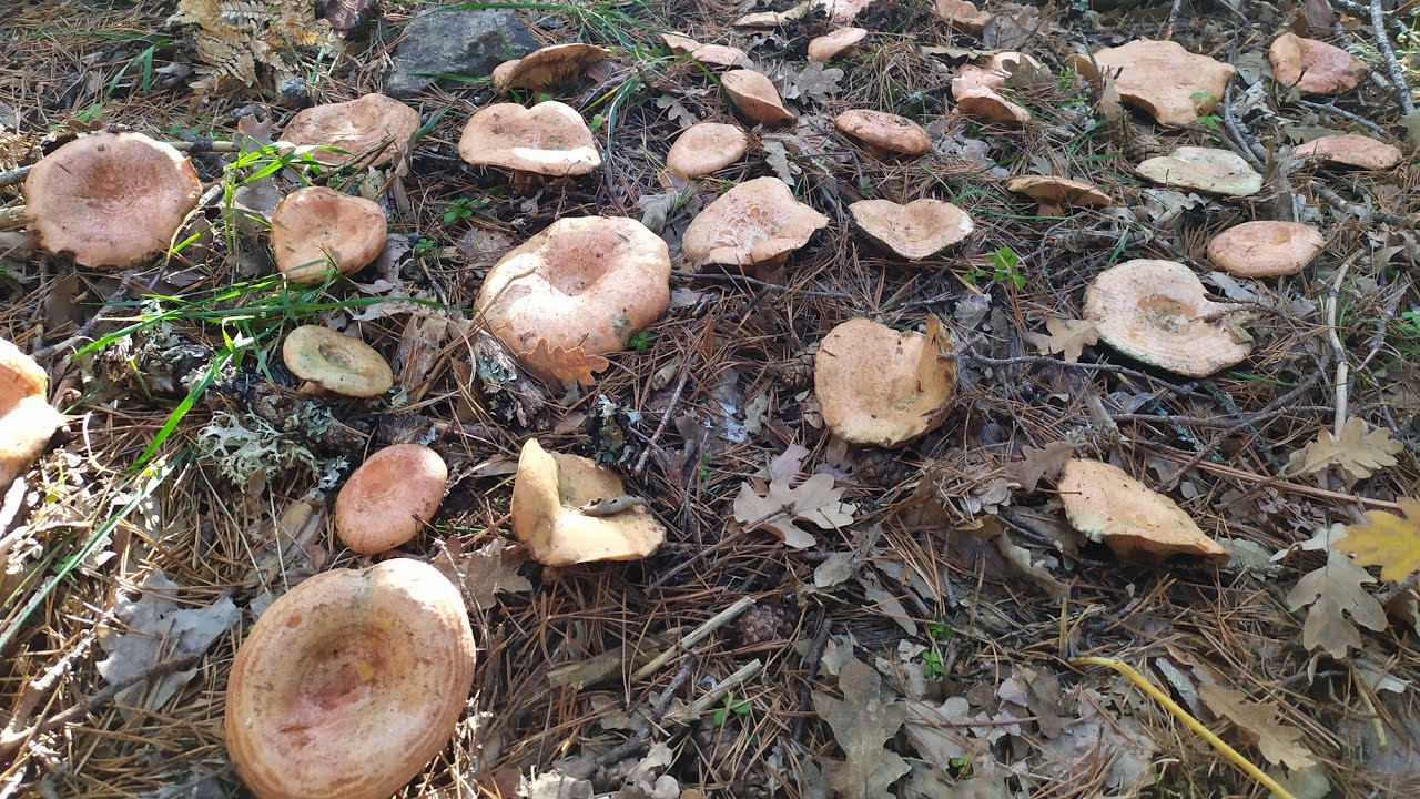 Niscalos (Lactarius deliciosus) ¡Brotan junto al Río ! 🍄🍄 Otoño 2021