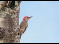 Red-bellied Woodpecker