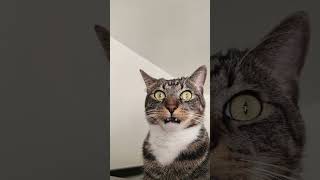#cat #ops #popular #funny #fails #memes #viral #cleaning #shorts #viralvideo #reels