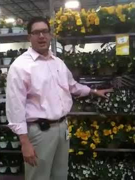 Pansy (Pensamientos) Short with Walter *Spanish* -Bell Nursery-