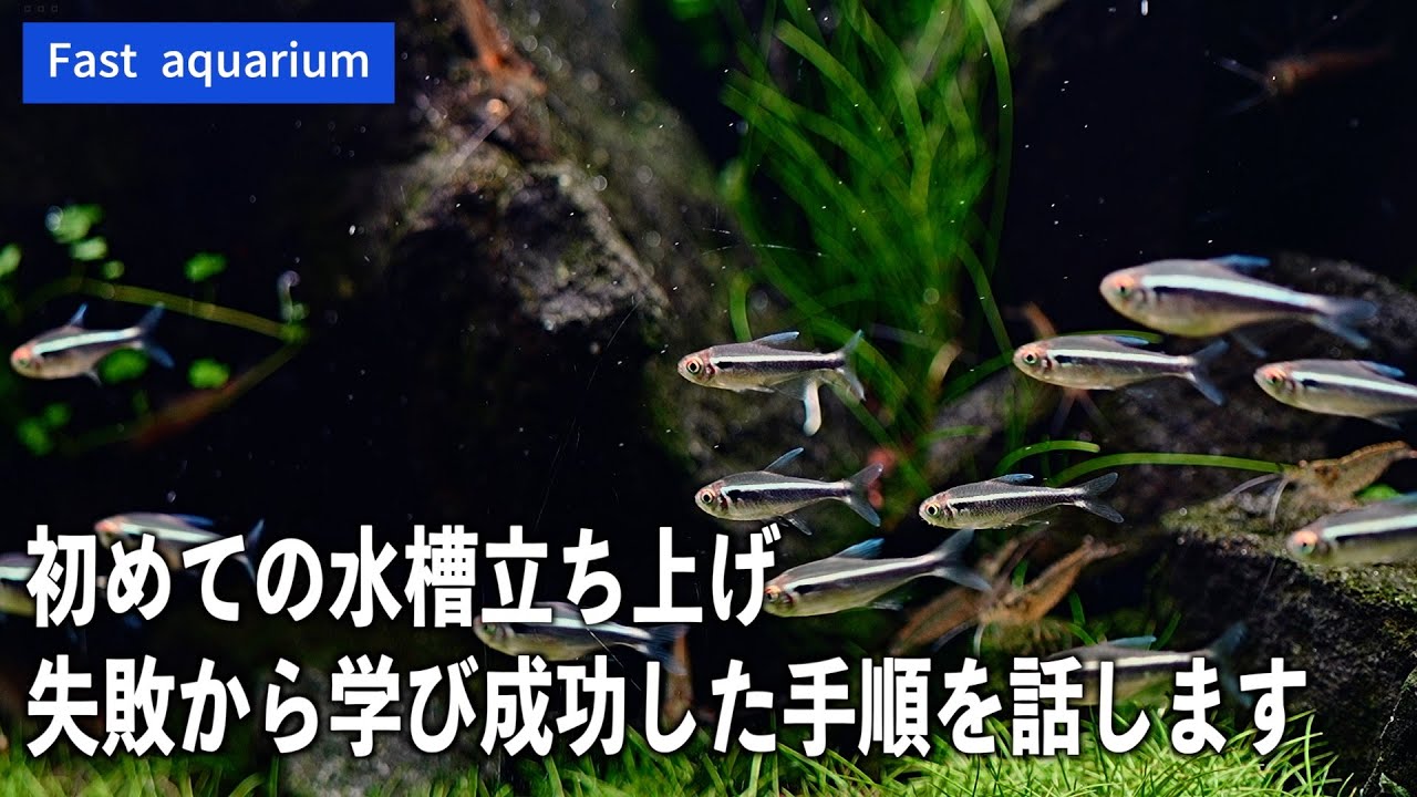 初めてのアクアリウム】もう失敗しない！実際に水槽を安全に立ち上げれ 