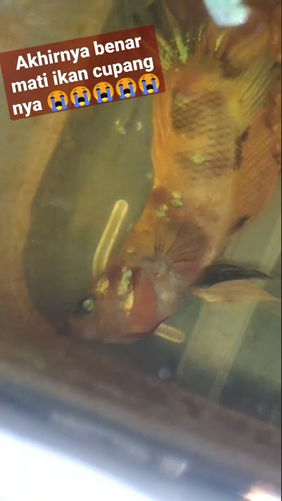 😭😭ikan cupang mati tanpa sebab,kirain cuman sakit udah di kasih daun ketapang ,garam ikan & air biru