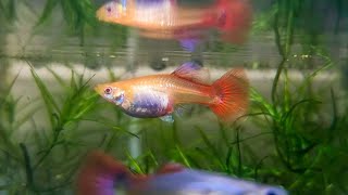 Big Mama Guppy Started Giving Birth On Tub While Still Acclimating her!